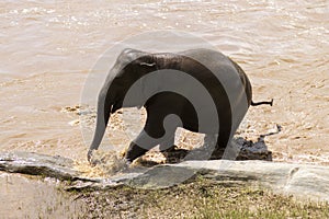 The baby elephant was walking across the river to the other side. When the river water is high and the water is very cloudy, the