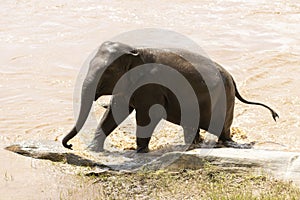 The baby elephant was walking across the river to the other side. When the river water is high and the water is very cloudy, the