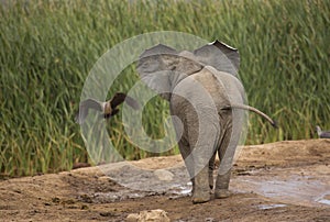 Baby Elephant watching a bird