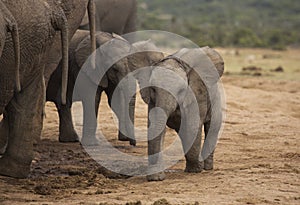 Baby elephant at water hole
