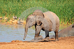 Baby elephant at waterhole