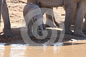 Baby elephant at waterhole photo