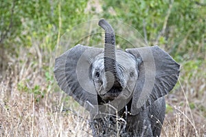 Baby elephant waving trunk in kruger park south africa