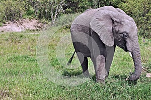 Baby elephant in the wild close up. On the green grass of Masai Mara Park, a charming little elephant grazes.