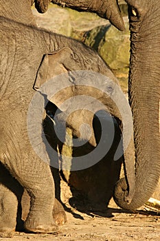 Baby elephant yawning