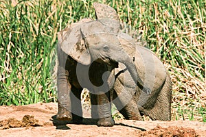 Baby elephants at Addo Elephant National Park