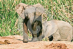 Baby elephants at Addo Elephant National Park