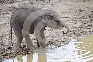 Baby elephants drinking from puddle