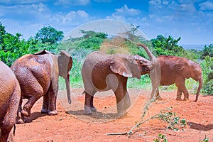 Baby Elephants Dust Bathing In Red Soil Of Kenya