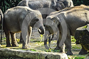 Baby elephants eating at the zoo