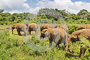 Baby Elephants in Green Landscape, Kenya