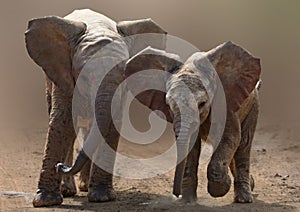 Baby elephants on road photo