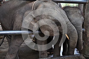 Baby elephants interacting