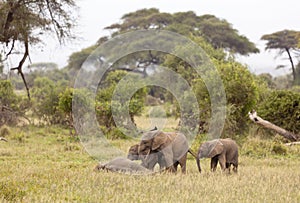 Baby Elephants, Kenya