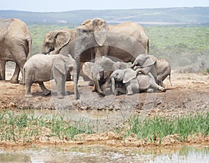 Baby elephants misbehaving playing falling