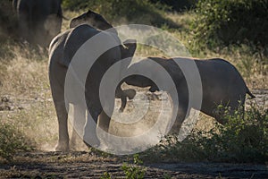 Baby elephants play fighting in dust cloud