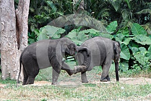 Baby Elephants Playing