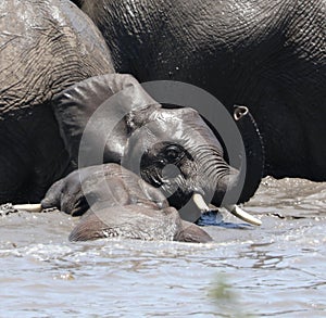 Baby elephants playing in the water