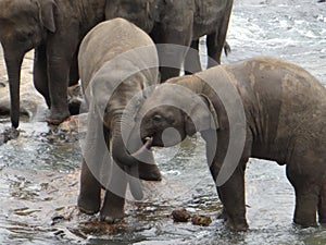 Baby elephants snuggling together in the river