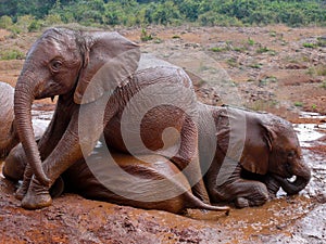 Baby elephants taking a mud bath in Kenya.