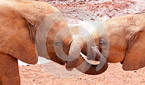 Baby elephants with tangled trunks