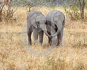 Baby Elephants, Tarangire National Park, Tanzania, Africa