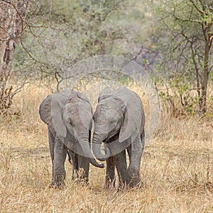 Baby Elephants, Tarangire National Park, Tanzania, Africa