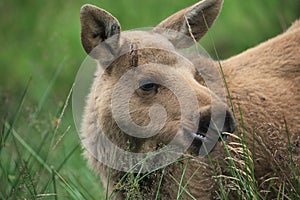 Baby elk