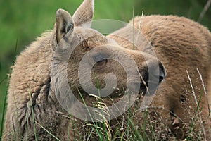 Baby elk