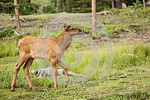 Baby Elk Calf In Rocky Mountain National Park