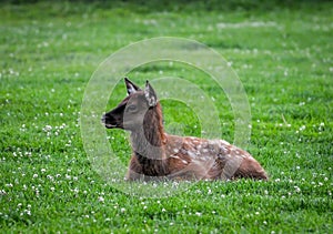 Baby Elk