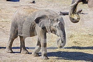 Baby Elphant Eating Hay