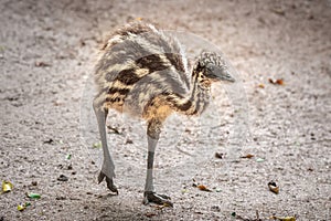 Baby Emu - Australian Flightless Bird