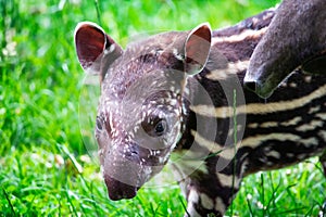 Baby of the endangered South American tapir