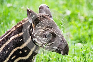 Baby of the endangered South American tapir