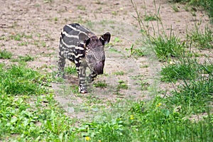 Baby of the endangered South American tapir