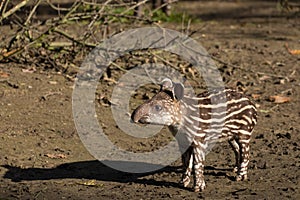 Baby of the endangered South American tapir