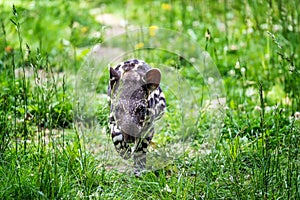 Baby of the endangered South American tapir