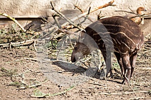 Baby of the endangered South American tapir