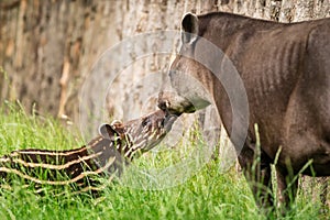 Baby of the endangered South American tapir with its mother