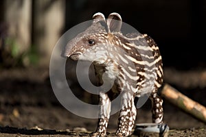 Baby of the endangered South American tapir