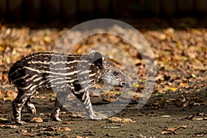 Baby of the endangered South American tapir