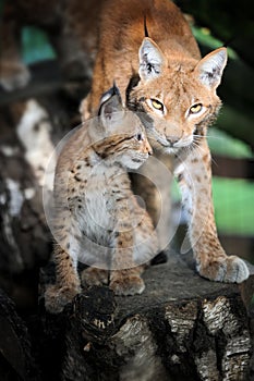 Baby Eurasian Lynx in the forest