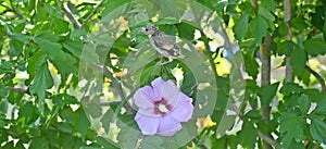 a baby european goldfinch with Althaea officinalis, the marsh mallow