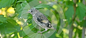 a baby european goldfinch on the green leaf