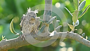 a baby european goldfinch on the olive branch