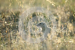 Baby of european ground squirrel