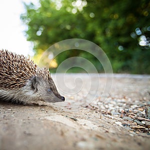 Baby European Hedgehog photo