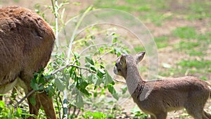 Baby European mouflon. cloven-hoofed animals in the zoo. observation of animals.