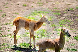 Baby European mouflon. cloven-hoofed animals in the zoo. observation of animals